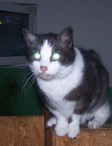 Ralph der Mix