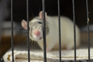 Fiona06