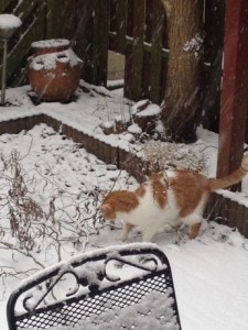 Garfield im Schnee 2015