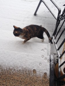 Mäuschen im Schnee 2015